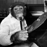 Mandy the Chimpanzee