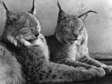 "Laying in Noonday Sun" Beautiful Pair of Northern Lynx Effected by Sudden Warm Spell