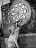 Clever Kitten is Snowball Pulls Darts out for Men of Royal Mint
