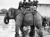 Children Ride on the Back of an Elephant at Belle Vue Manchester  May 1957