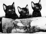 Kittens Hiding Behind Log November 1965