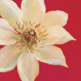 Contemporary Clematis