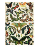 Papillons