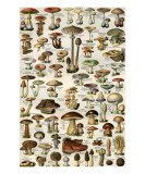 Champignons
