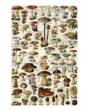 Champignons
