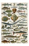Poissons