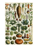 Legumes