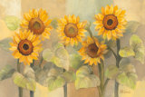 August Sunflowers
