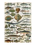 Poissons