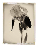Sepia Iris