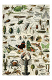 Arthropodes