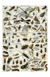 Insectes