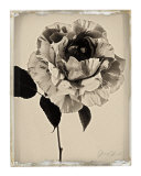Sepia Rose