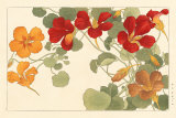 Summer Nasturtiums