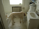 Dog Drinks Out of a Toilet