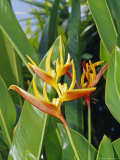The Bright Red and Yellow Petals of the Heliconia Flower