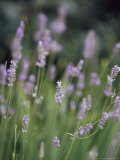 Lavender Flowers in a Cottage Garden