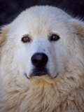 An Italian Sheep Dog Guarding a Fairy Penguin Colony From Foxes