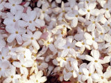 Jasmine Flowers Bloom in Springtime at Sunset