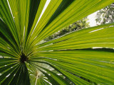The Backlit Veins of the Fan Palm  Licuala Ramsayi