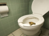 An Eastern American Toad in a Motel Room Bathroom