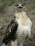 Ferruginous Hawk Stands Tall and Proud