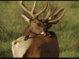 Brown-Headed Cowbird Stands Ready to Help an Elk Groom Itself