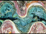 Close View of the Mantle of a Giant Clam
