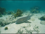 Nurse Shark Rests on the Sea Floor Off the Coast of Key West