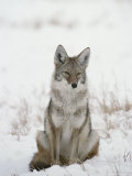 Coyote Sits in the Snow