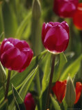 Backlit Red Tulips and Green Foliage