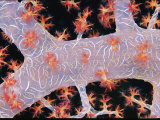 Close View of a Soft Coral