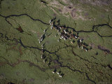 Group of Llamas in Parque Nacional Lauca East of Arica