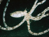 An Octopus Swims with Its Tentacles Outstretched