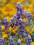 Poppies and Lupine Flowers in a Santa Barbara Field
