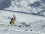 Howling Coyote Atop a Snow-Covered Hill