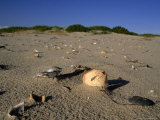 Seashells Litter the Beach at Ocracoke Seashore