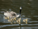 Canada Goose Keeps Close Tabs on Its Goslings