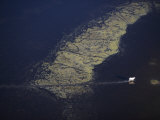 Cow Carving Its Own Path Across the Pantanal