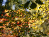 Maple Tree Branch with Green Leaves with Autumn Hued Leaves in Back