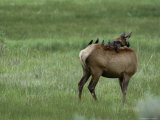 Row of Cowbirds Search For Insects on the Back of an Elk  or Wapiti