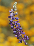 Close View of a Lupine Flower in a Santa Barbara Field