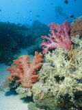 Close View of Soft Corals in a Reef