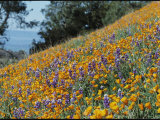 Poppies and Lupine Flowers Blanket a Coastal Field