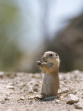 Prairie DogGets a Better View of Its Surroundings