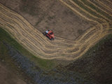 Harvesting Corn East of Talca