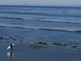 Longboard Surfer Watches the Surf Break on an Isla Vista Beach