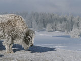 View of an Ice-Encrusted American Bison