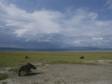 Rhinoceroses Graze in the Crater