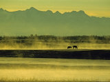 Horses Graze in Morning Mist on a River in the Darhad Valley